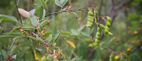 Introducing Nitrogen Fixing Trees: Nature’s Solution to Curing N2 Deficiency - The Permaculture ...