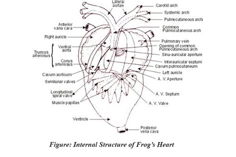 Frog Heart Anatomy - Anatomy Book