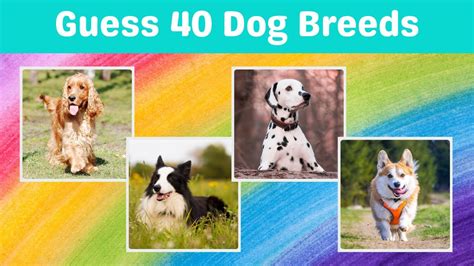 Dog Breeds Quiz - Test Your Knowledge of 40 Popular Canine Breeds! [Total Quiz Adventure] - YouTube