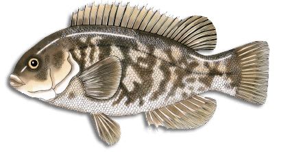 Tautog » Maine Saltwater Fishing » Fish Species Information