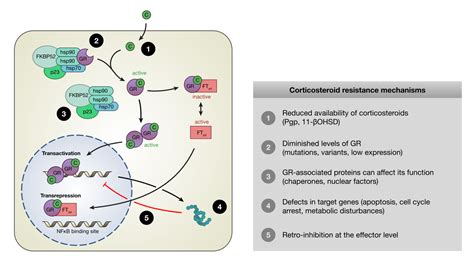 Corticosteroids: Uses, Mechanism of action, Side effects, Precautions ...