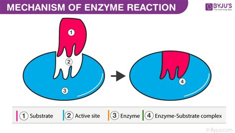 what is Enzymatic reaction mechanism?