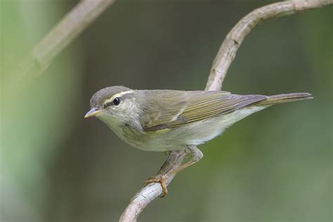 Arctic Warbler – Birds of Singapore