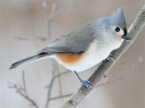 Wild Birds That Will Take A Tiny Puppy - unique rare bird