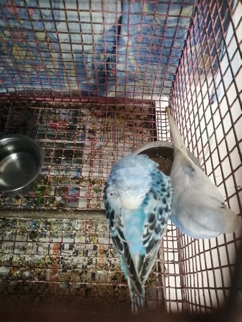 Budgie sleeping a lot. | Talk Budgies Forums