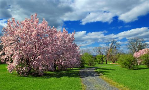 Free Images : tree, path, grass, sky, field, lawn, meadow, flower, spring, autumn, cumulus ...