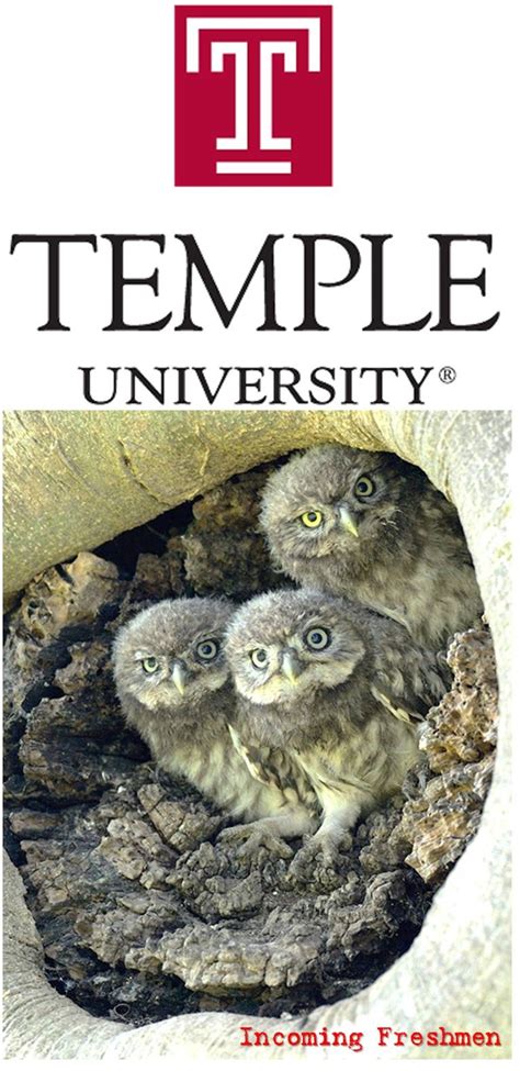 18 best Temple University Owls images on Pinterest | Buddhist temple ...