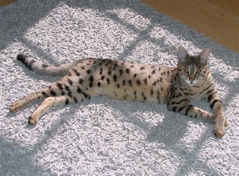 F1 thru F5 Savannah Cat Size Guide | African Cats | Savannah Cat Breed