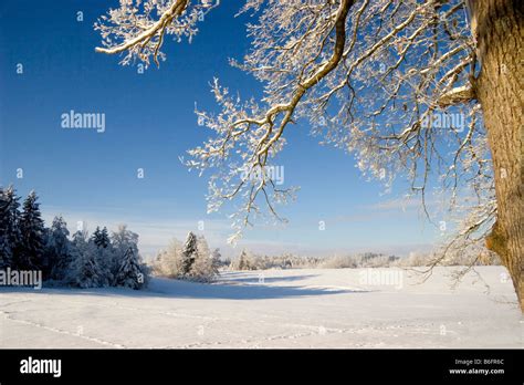 Winter landscape scenery, trees, Bavaria, Germany, Europe Stock Photo ...