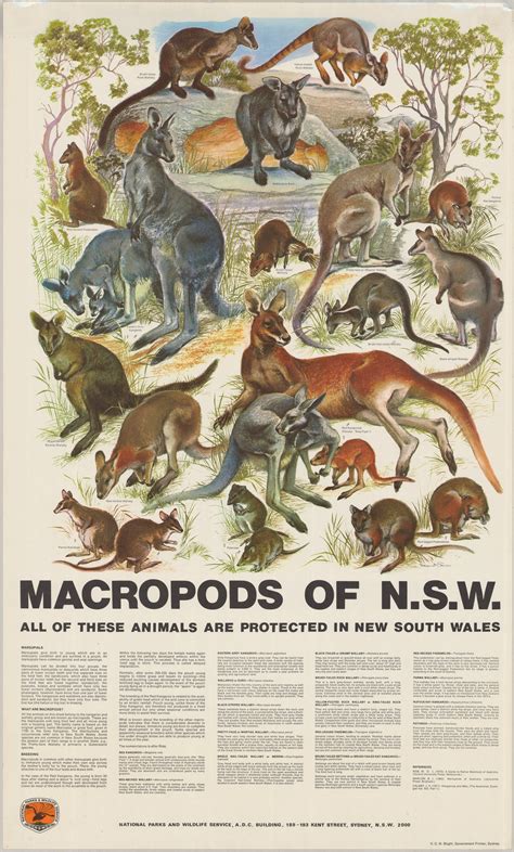 Macropods of NSW | Living Histories