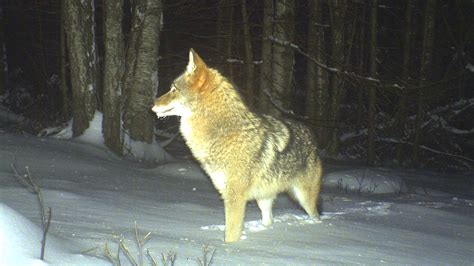 After wolves were extirpated from the state of Maine, the Western coyote moved in. It eventually ...