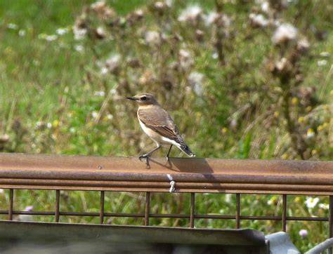 August 2017 | London Bird Club Wiki | Fandom