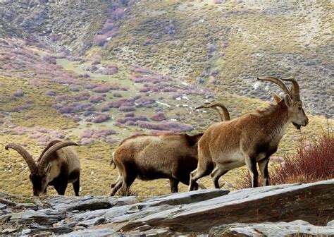 Fauna del Parque Nacional de Sierra Nevada - Casas Rurales Benarum