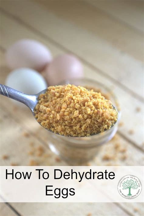 Dehydrating Eggs For Long Term Storage The Homesteading Hippy