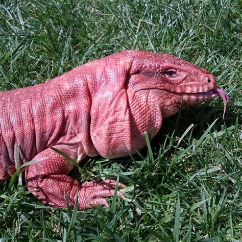 MacGyver the Argentine red tegu Tegu Lizard, Pet Dogs, Dog Cat, Land Of ...