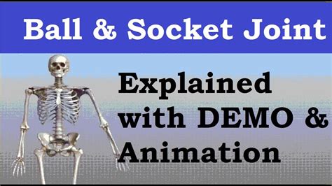 Ball and Socket Joint | Types of Joints | Synovial Joint Example | Hip ...