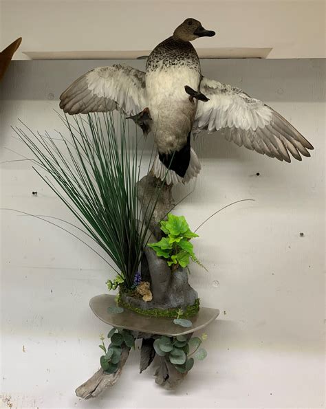 Duck with water landing habitat - Alaska Wilderness Arts and Taxidermy