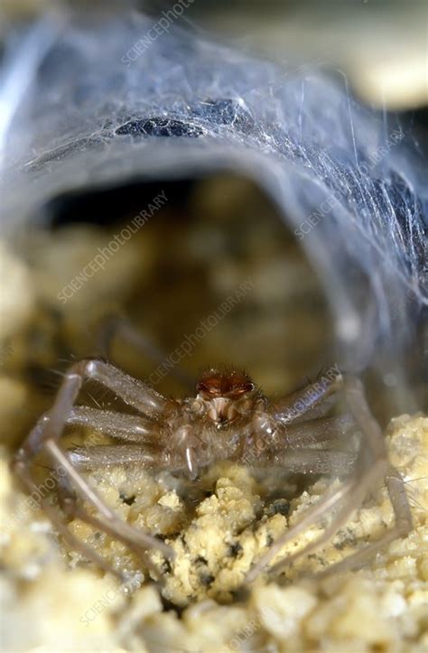 Cave spider - Stock Image - C009/4894 - Science Photo Library