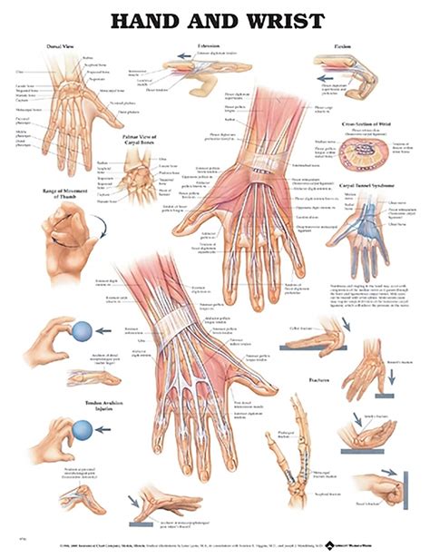 Buy Hand and Wrist Anatomical Chart Online at desertcartINDIA