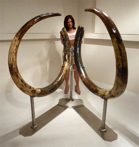 LARGEST MAMMOTH TUSK PAIR WOOLLY WOOLY MAMMOTH TUSKS