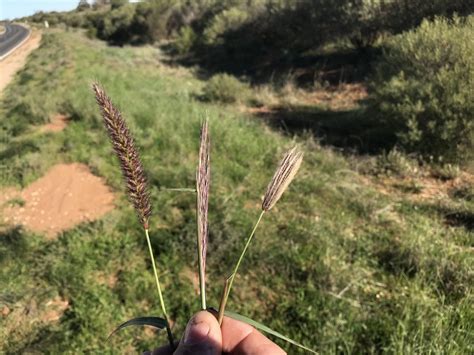 Buffel Grass — Mallee Conservation