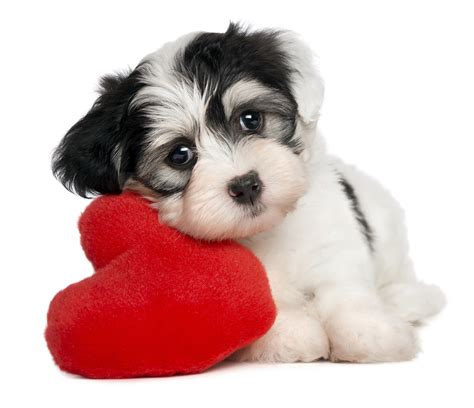 Puppy Valentine Wallpaper (56+ images)