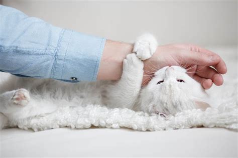 Causes of Biting in Cats | Cat-World