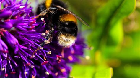 Wallpaper : nature, pollen, bees, purple flowers, Bumblebee, Bee, flower, flora, fauna, close up ...