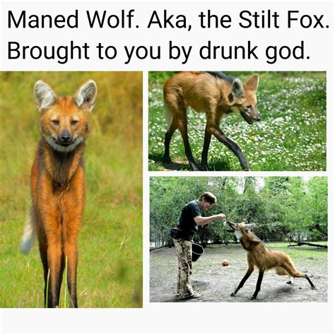 The best fox memes :) Memedroid