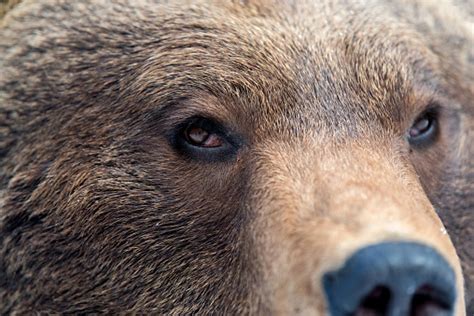 Brown Bear Eye Stock Photo - Download Image Now - iStock