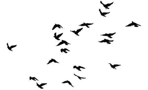 Bird swarm clipart 20 free Cliparts | Download images on Clipground 2024