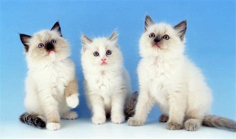 7 Special Tips for Taking Care of Ragdoll Kittens