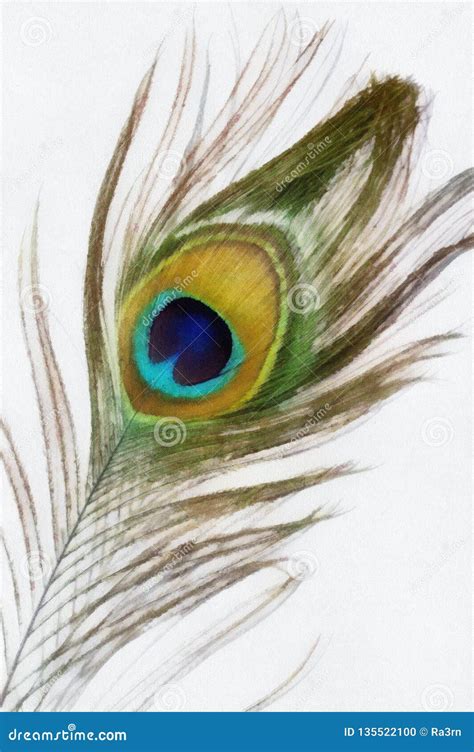 Watercolor Drawing Peacock Feather Stock Illustration - Illustration of feather, white: 135522100