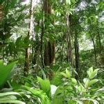 Plants in Amazon Rainforest - My Interesting Facts
