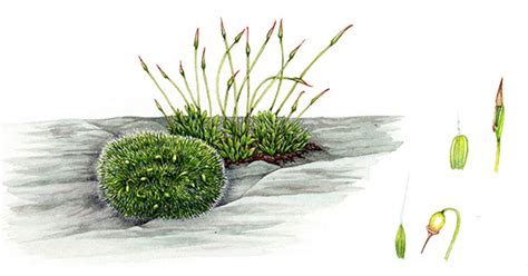 Botanical illustration: Mosses - Lizzie Harper