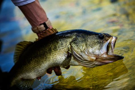 Bass Fishing Tips | Outdoor Life