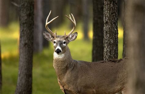 Michigan DNR Commission approves 2020 deer hunting regulations – The ...