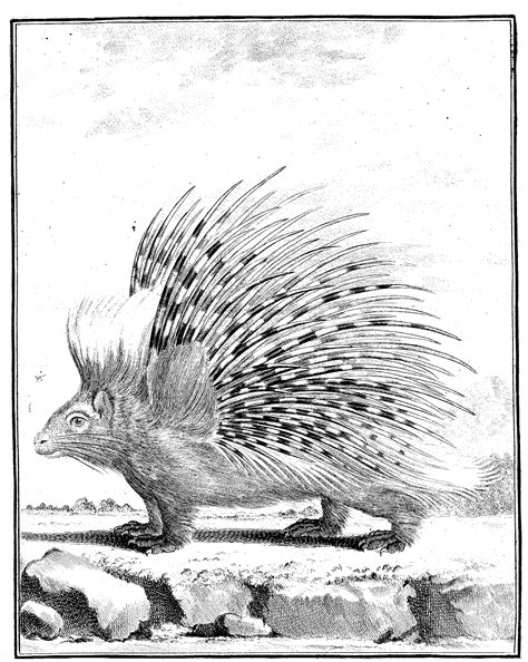 Free Porcupine Coloring Pages