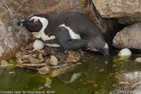 Start of the African Penguin's Breeding Season