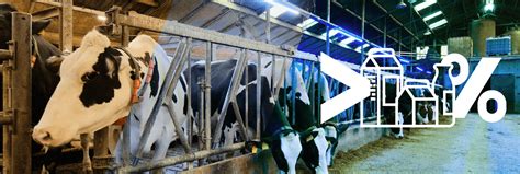 Research: Naturally Improve Cow Milk Production by up to 7% with Lighting