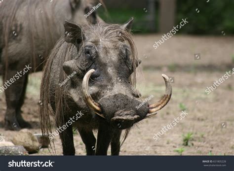 5,996 Warthog Tusks Images, Stock Photos & Vectors | Shutterstock