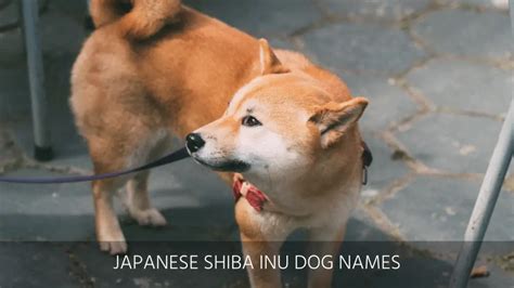 Ultimate List Of The Top 300+ Shiba Inu Dog Names - Good, Cute And Japanese Puppy Name Ideas