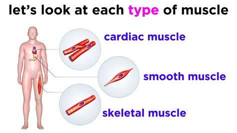 Types of Tissue Part 3: Muscle Tissue - YouTube