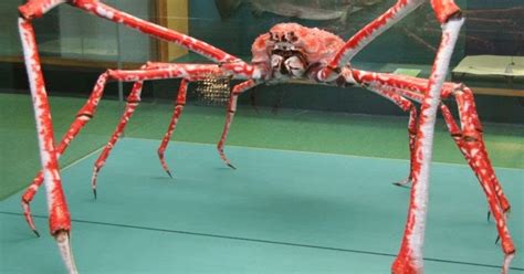 Japanese spider crab: Strange Species