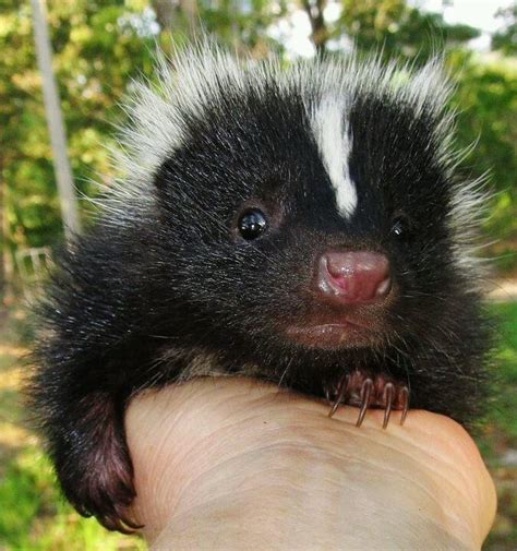 17 Baby Skunks That Will Make You Feel Better About Life