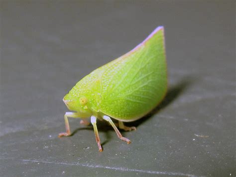 vespine v1.0: Leaf bug