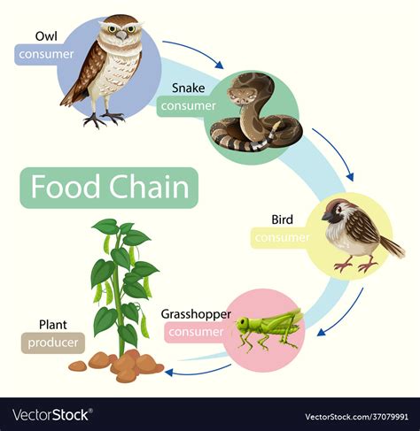 Food chain diagram concept Royalty Free Vector Image