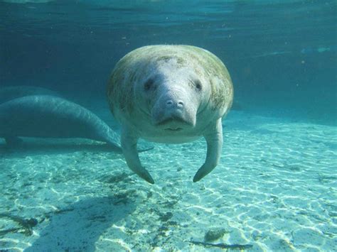 Here's Looking at You Kid - Meet a Florida Manatee | Flickr