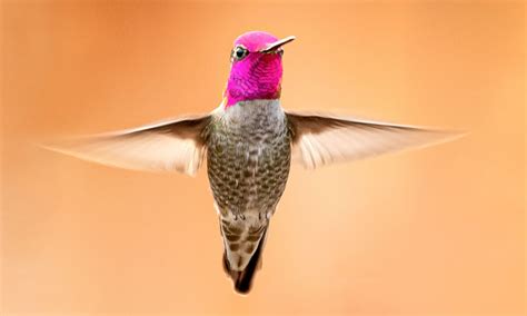 Anna's Hummingbird, San Luis Obispo, California | Sierra Club