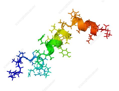 Orexin-A hormone molecule - Stock Image - C003/3058 - Science Photo Library